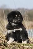DOGUE DU TIBET 172